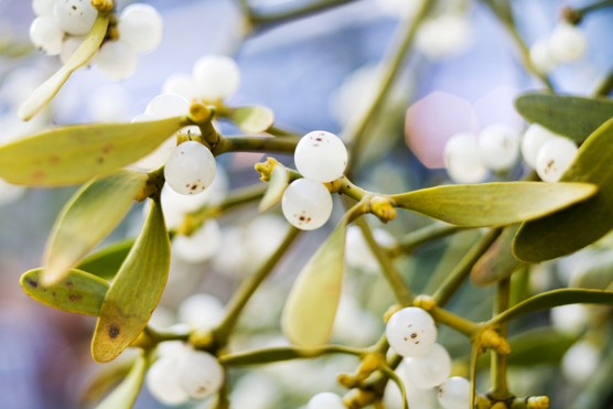 Perhaps the most charming idea about the origins of the festive tradition of kissing under the mistletoe derives from a Viking myth of Frigg, goddess of love and marriage, and her ill-fated son Balder. (Photo by Jurg Waldmeier/StockFood Creative/Getty Images Plus)