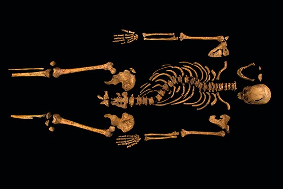 The skeleton exhumed from beneath a Leicester car park in 2012. The remains contained features matching Tudor descriptions of Richard III, and injuries to the skull and body inflicted at the battle of Bosworth in 1485
